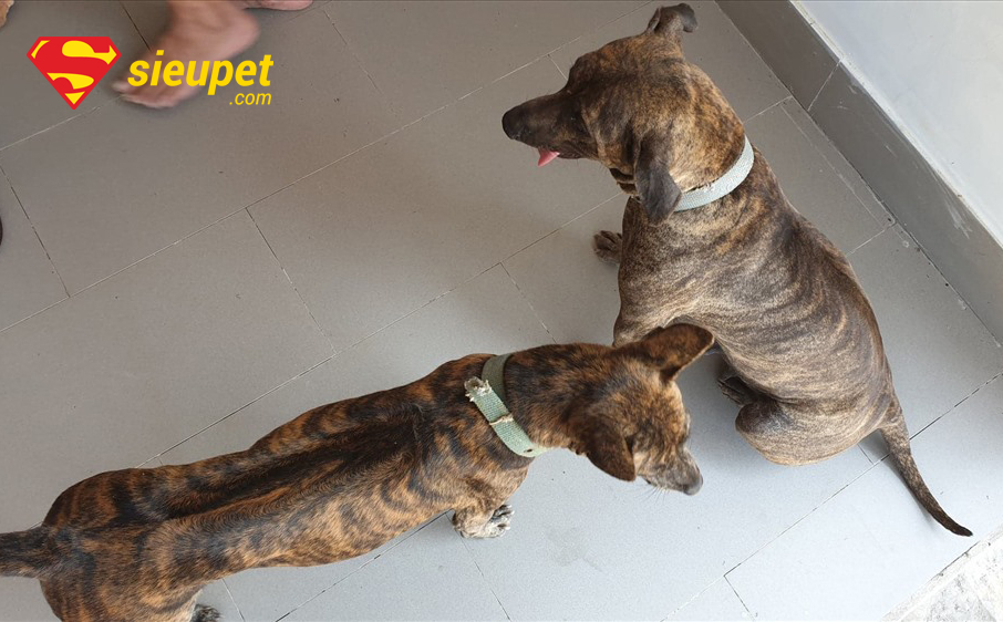 Nguyên nhân Chó Phú Quốc Không Lên Tai