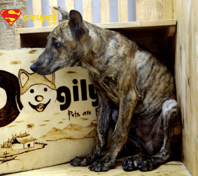 Cách giúp Chó Phú Quốc Không Lên Tai