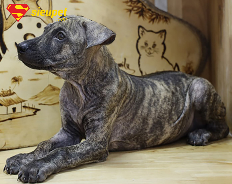 Lưu ý chăm sóc để Chó Phú Quốc không bị tai cụp