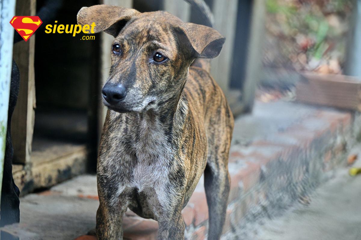 Câu hỏi về việc Chó Phú Quốc Không Lên Tai