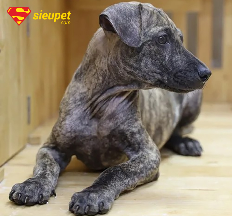 Chọn chó con Phú Quốc để không bị tai cụp