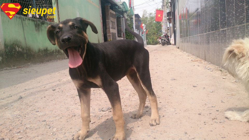 Chó Phú Quốc Lai Becgie đang chơi