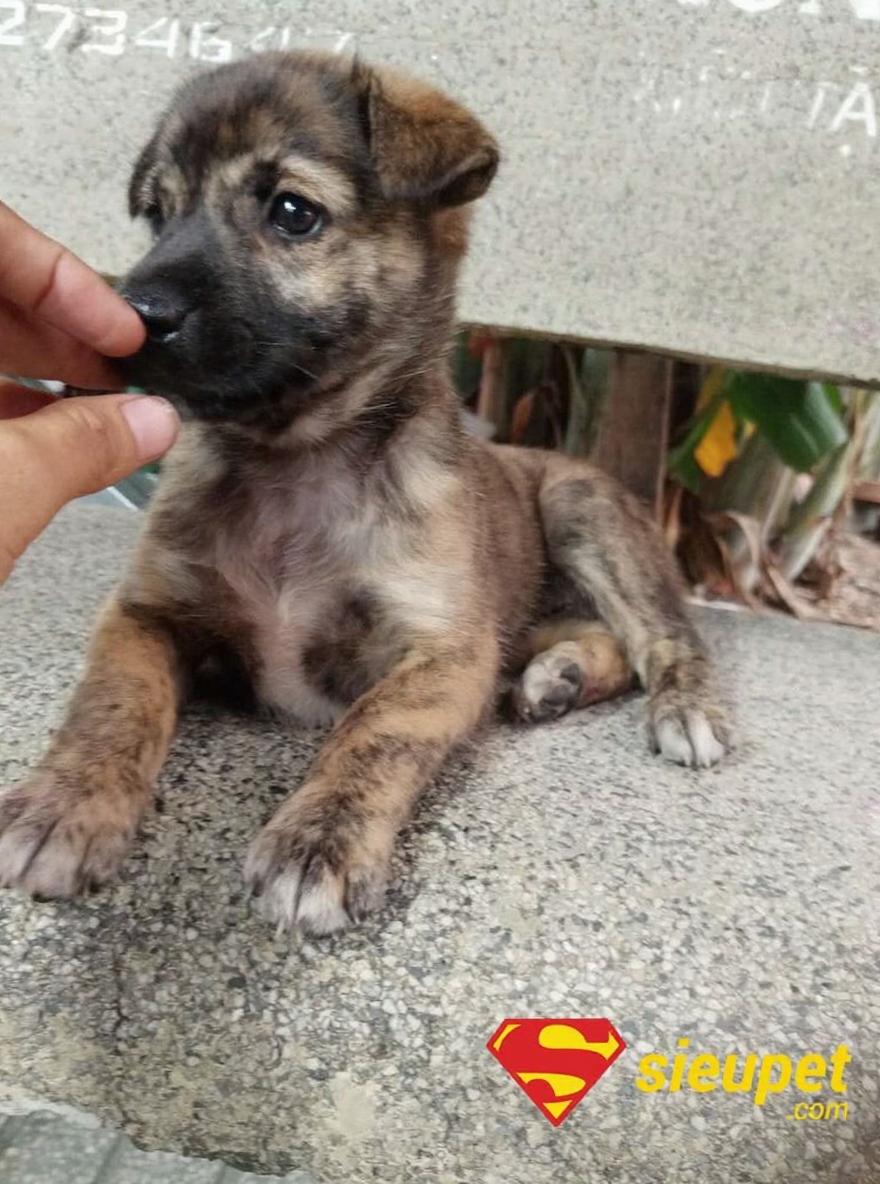 Chó Phú Quốc Lai Becgie trưởng thành