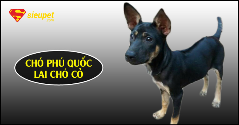 Chó Phú Quốc Lai Chó Cỏ ngồi trên bãi cỏ