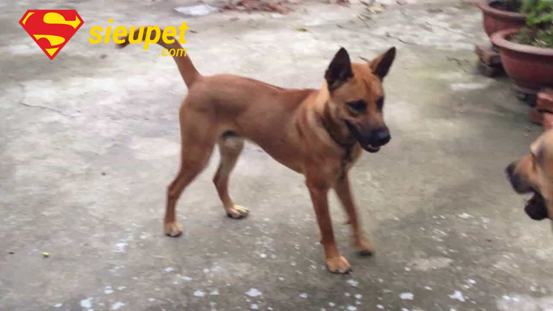 Tính cách thân thiện của Chó Phú Quốc Lai Chó Cỏ