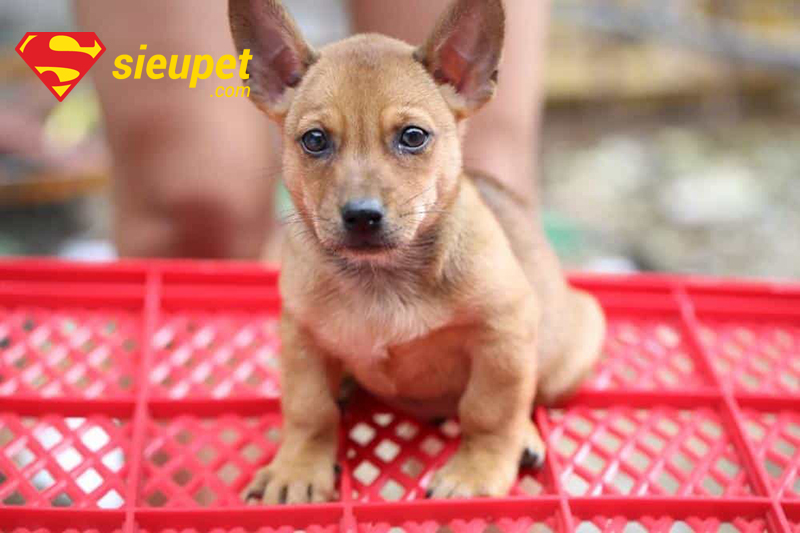 Giá bán Chó Phú Quốc Lai Chó Cỏ