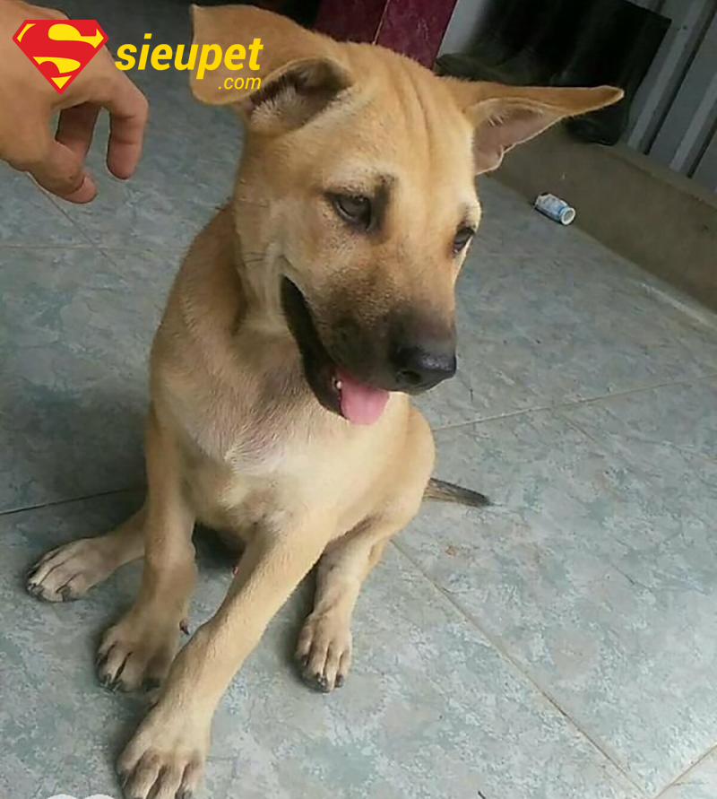 Ngoại hình đa dạng của chó Phú Quốc lai chó cỏ