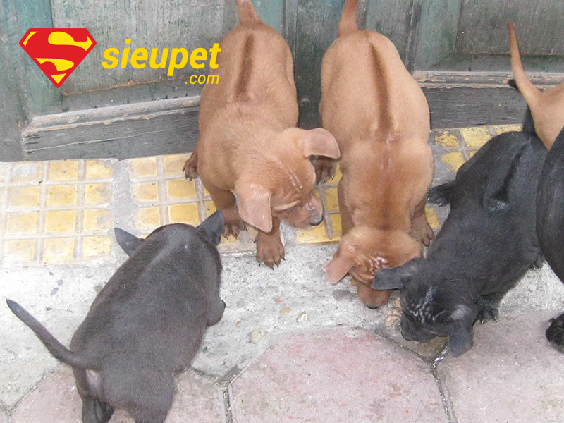 Chăm sóc Chó Phú Quốc Lai Chó Cỏ