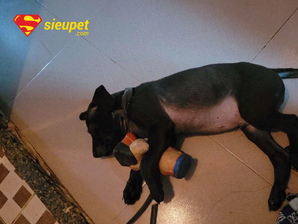 Câu hỏi thường gặp về chó Phú Quốc lai chó cỏ