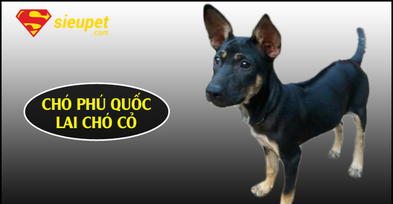 Chó Phú Quốc Lai Có Khôn Không - Phân tích trí thông minh