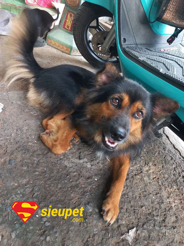 Chó Phú Quốc Lai Có Khôn Không - Đánh giá trí thông minh qua hành vi