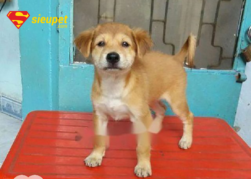 Chó Phú Quốc Lai Có Khôn Không - Huấn luyện đúng cách