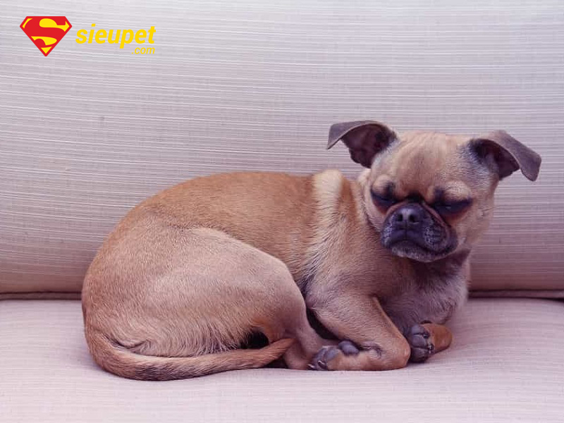 Chó Phú Quốc Lai Có Khôn Không - Giống chó lai độc đáo