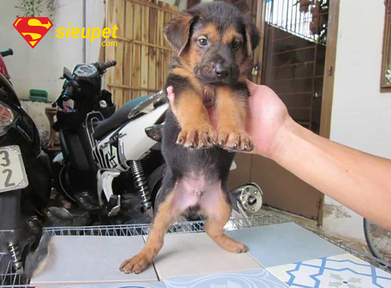 Chó Phú Quốc Lai Có Khôn Không - Các câu hỏi thường gặp