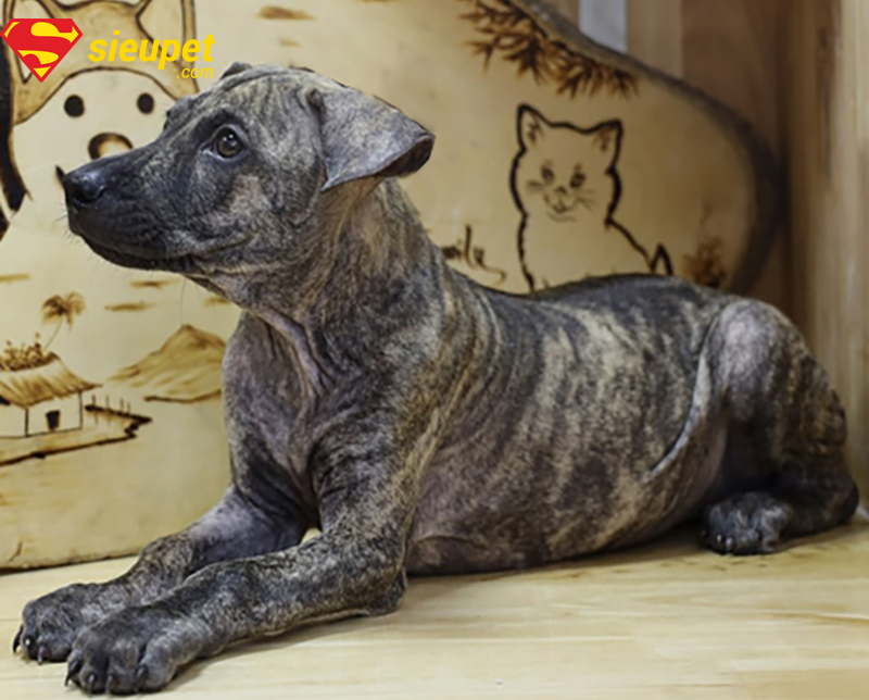 Tiêu chuẩn đánh giá màu lông chó Phú Quốc đẹp