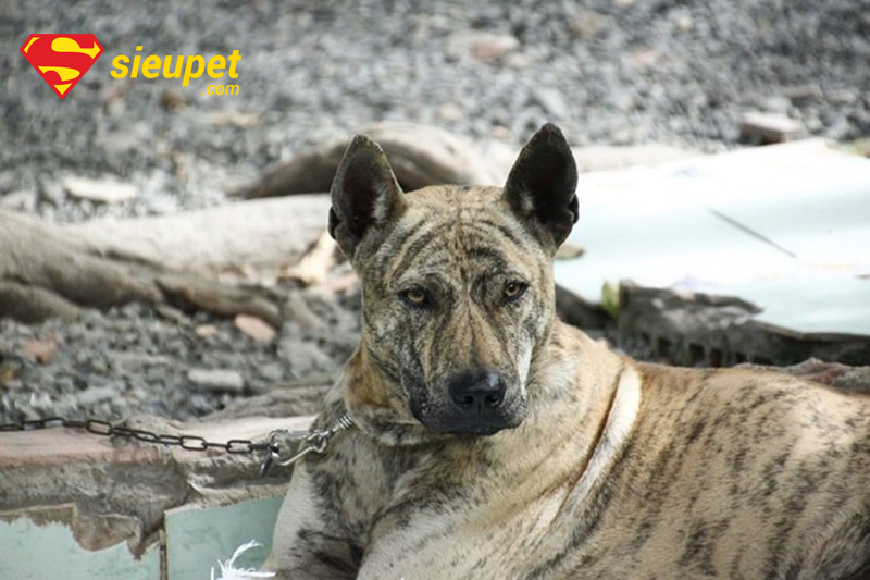 Chó Phú Quốc màu vện được săn lùng nhất