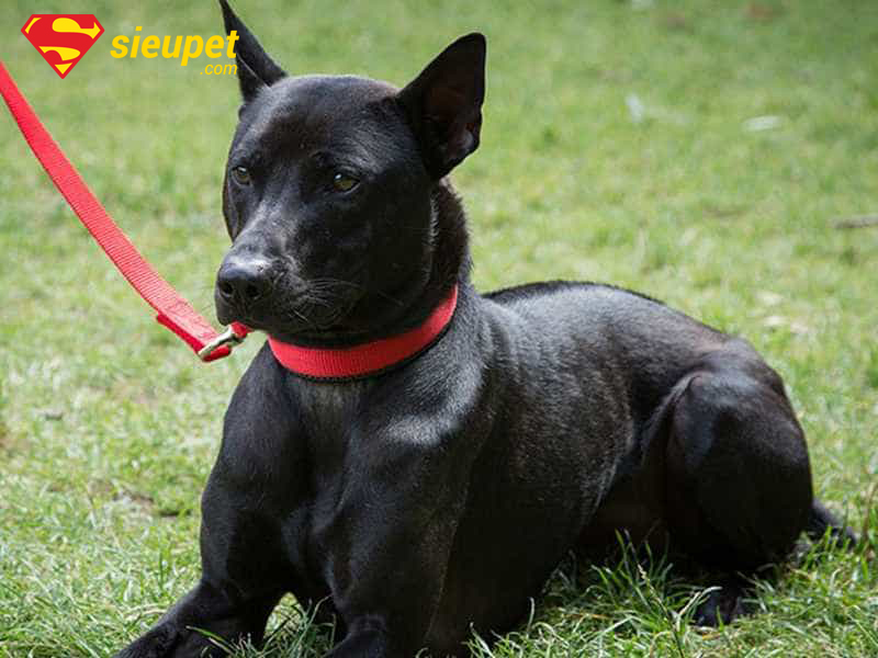 Giá bán chó Phú Quốc phân theo màu lông