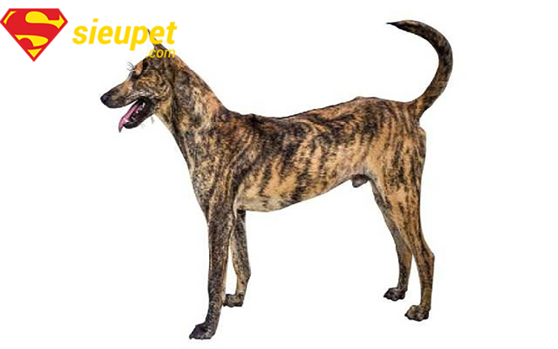 Chăm sóc lông cho chó Phú Quốc