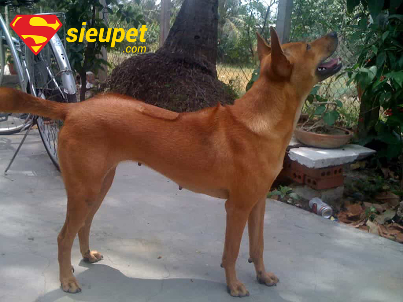 Tầm quan trọng của việc chăm sóc chó Phú Quốc