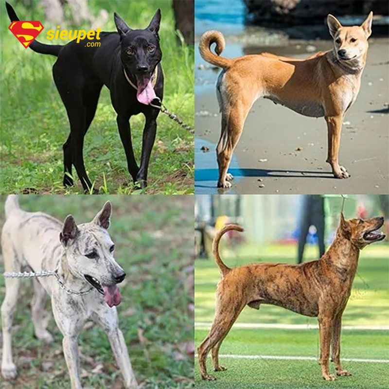 Tổng quan các màu lông chó Phú Quốc đẹp nhất