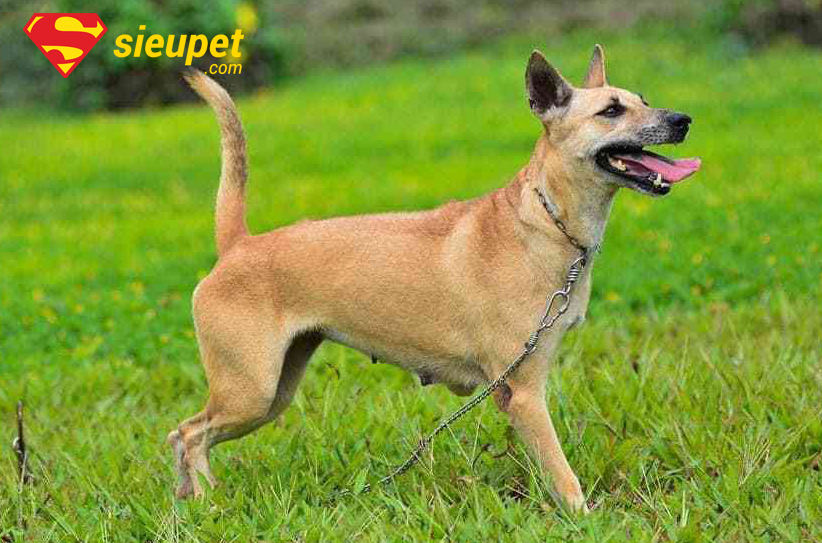 Tổng quan về giống chó Phú Quốc
