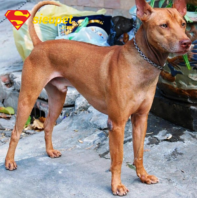 Các giai đoạn phát triển của chó Phú Quốc