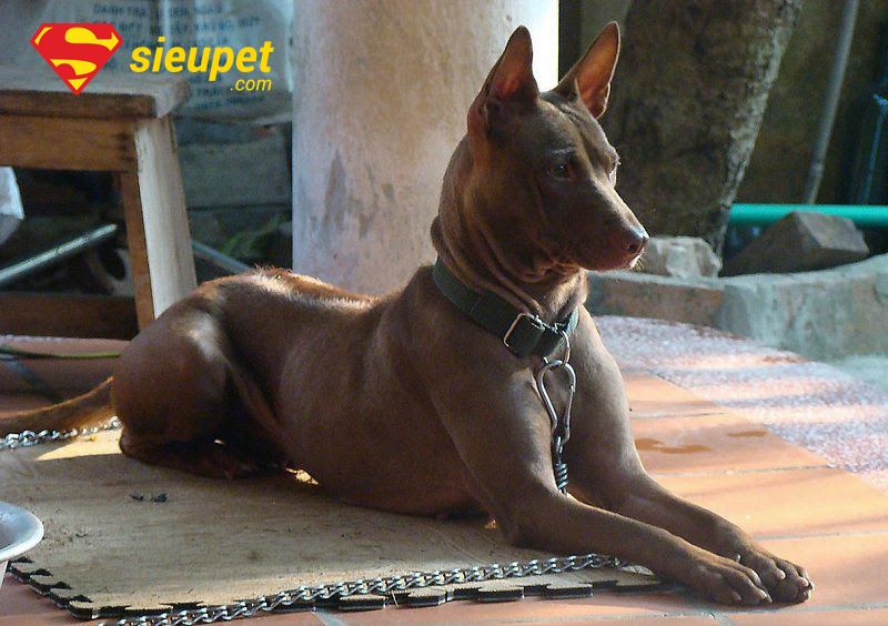 Chó Phú Quốc Nâu với các biến thể màu sắc