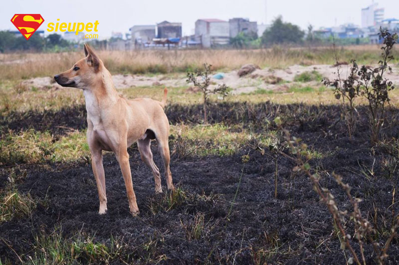 Chó Phú Quốc săn mồi trong tự nhiên