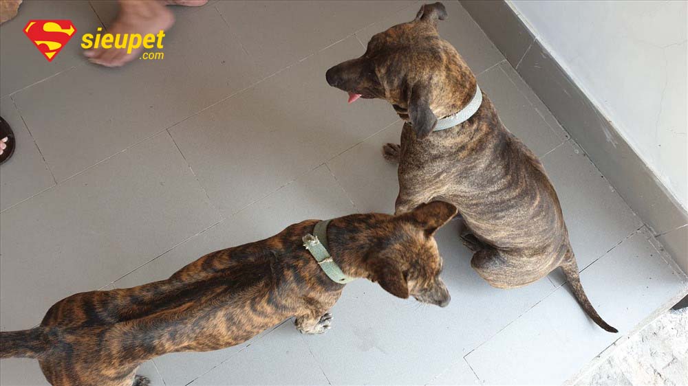 chó phú quốc thuần chủng tại hà nội - Những lưu ý khi mua chó Phú Quốc