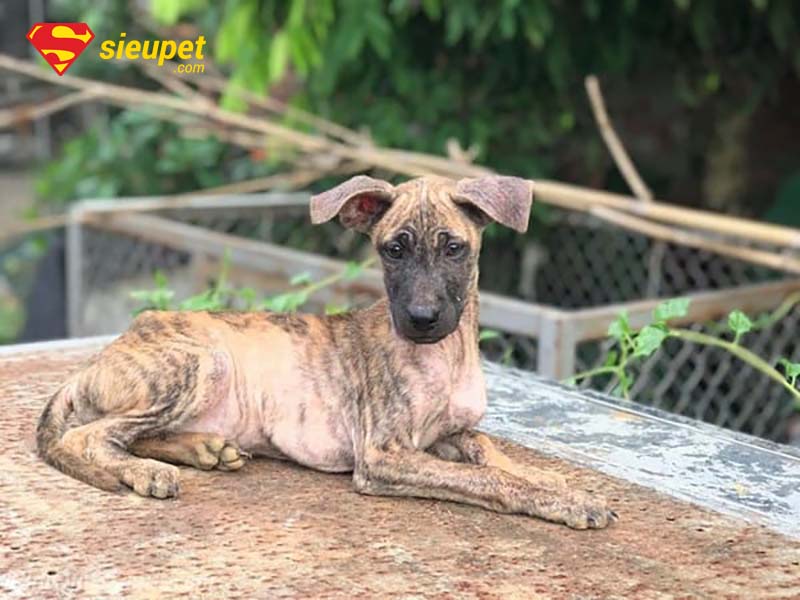 chó phú quốc thuần chủng tại hà nội - Câu hỏi thường gặp về chó Phú Quốc