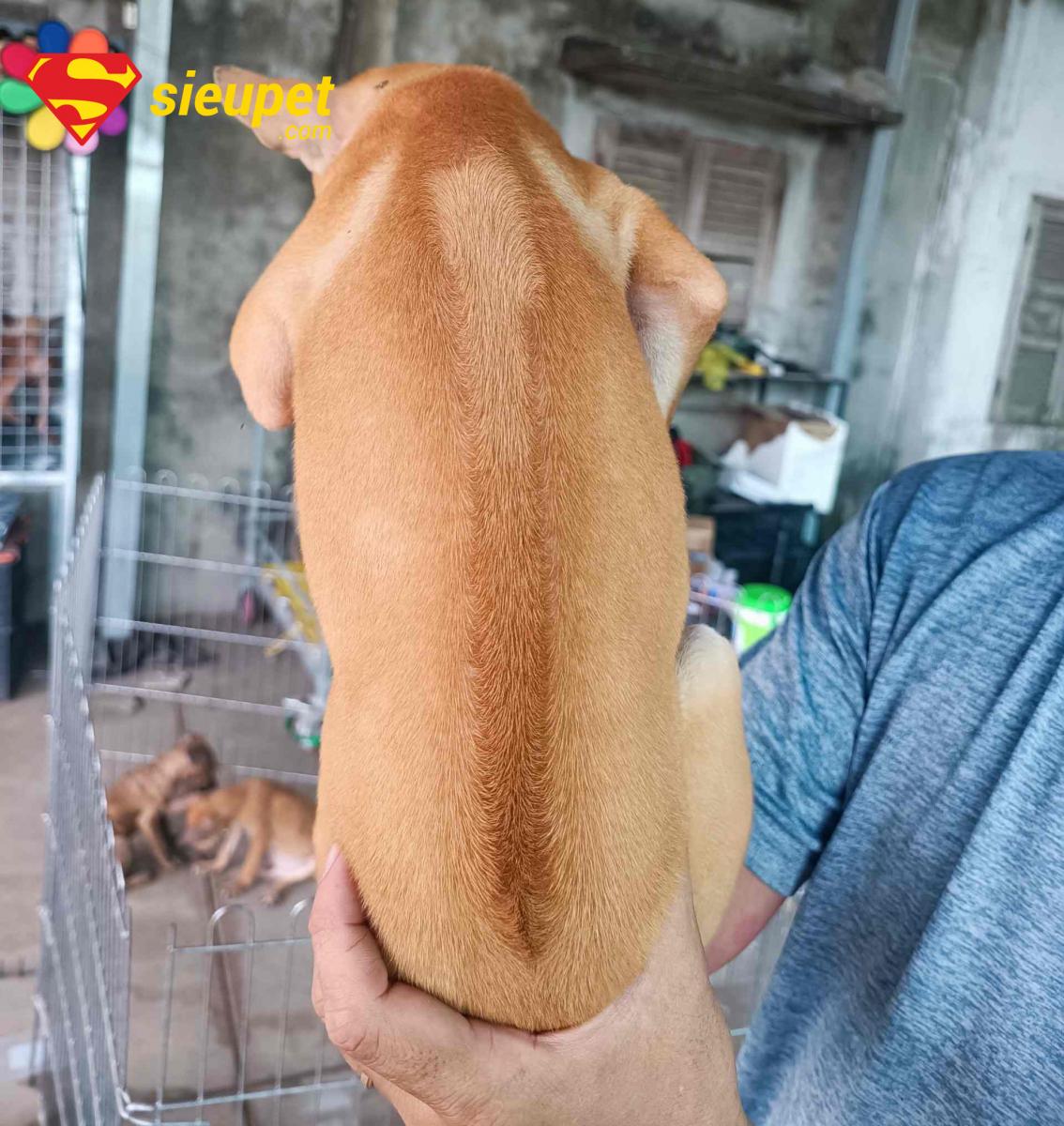 Chó Phú Quốc vàng thuần chủng