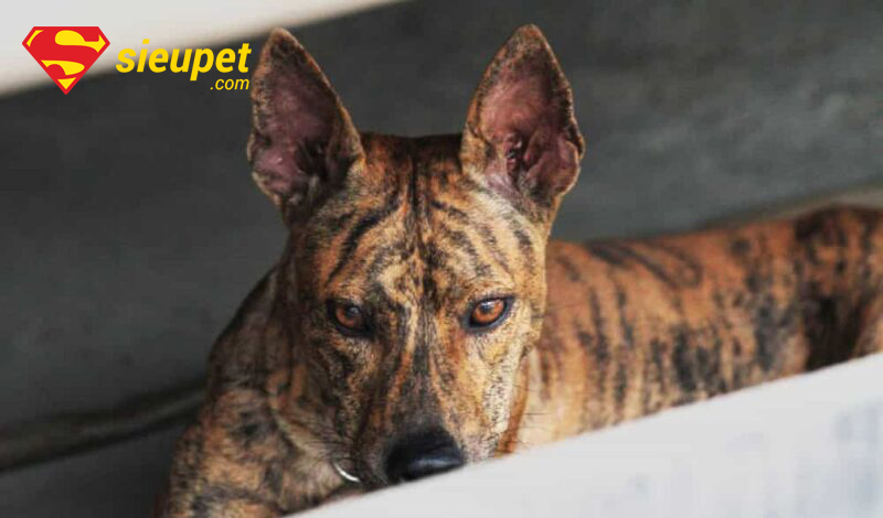 Chó Phú Quốc Vện Cọp với bộ lông vằn hổ đặc trưng