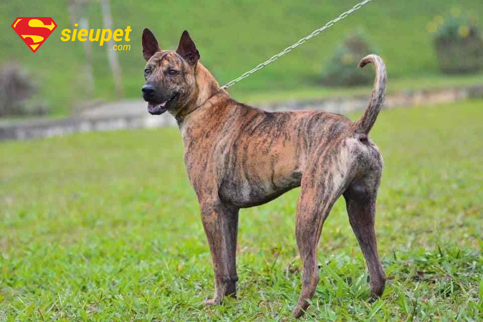 Chăm sóc chó Phú Quốc Vện Cọp cần chú ý dinh dưỡng và vận động