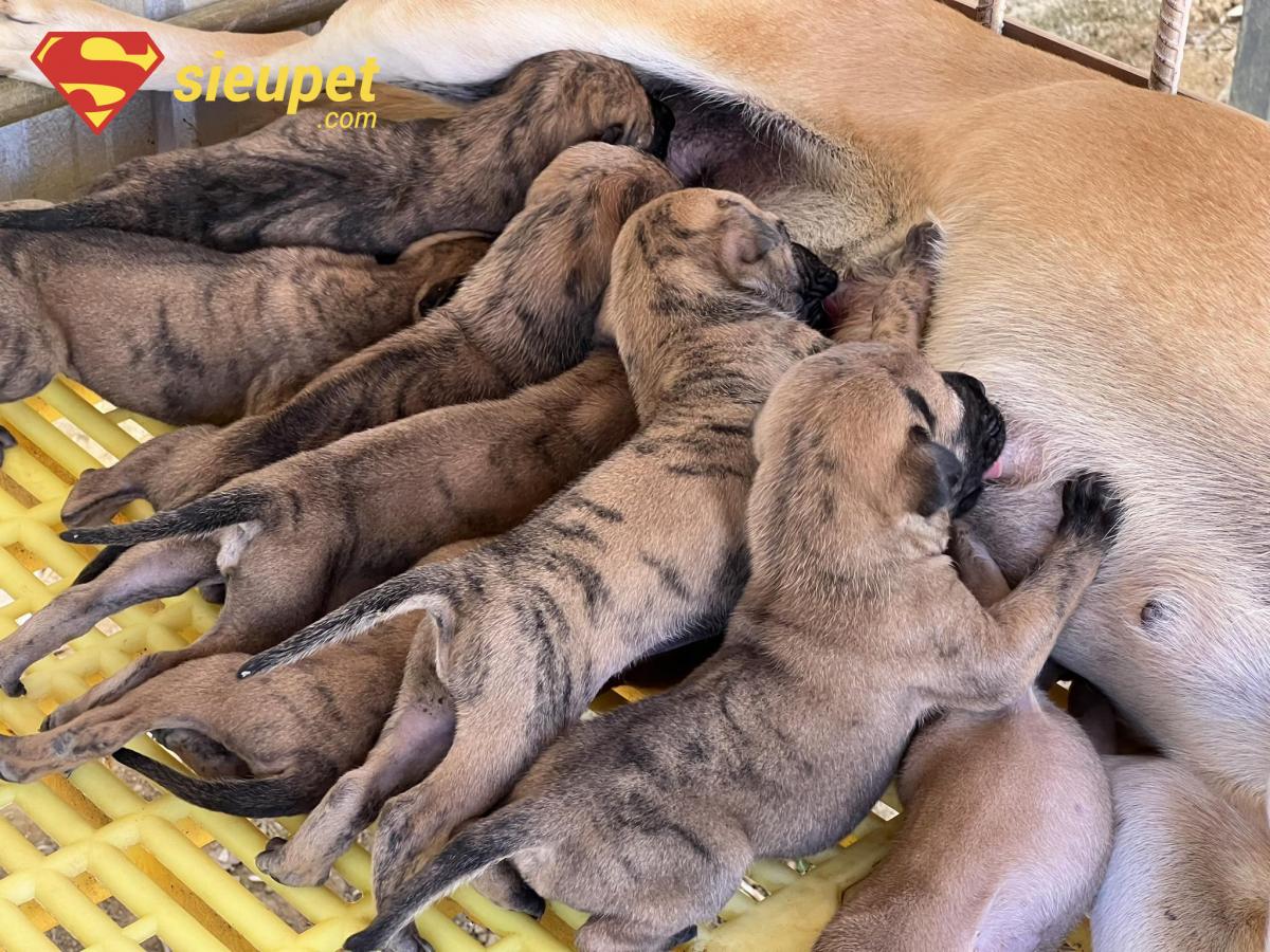 Giải đáp thắc mắc về Chó Phú Quốc Vện Cọp