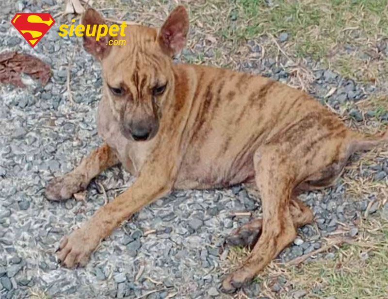 Huấn luyện Chó Phú Quốc Vện Cọp thông minh