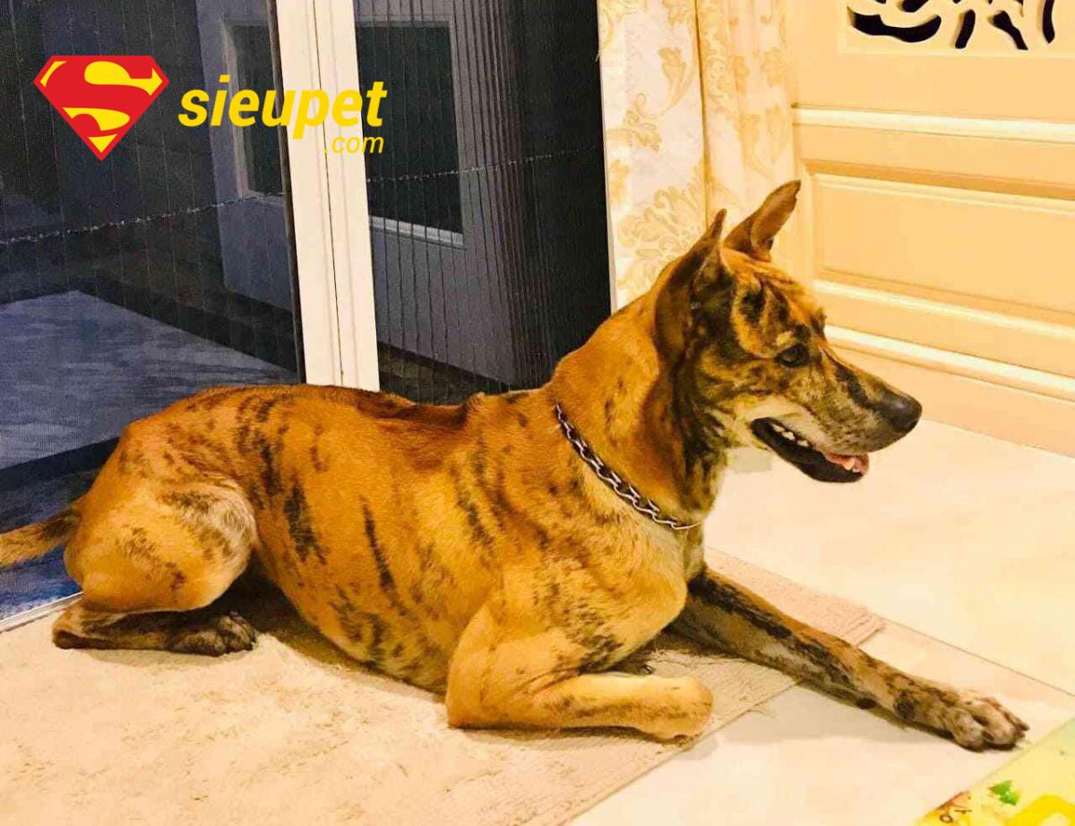 Lựa chọn một chú chó Phú Quốc Vện Cọp con khỏe mạnh