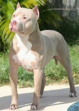 Chó Pitbull