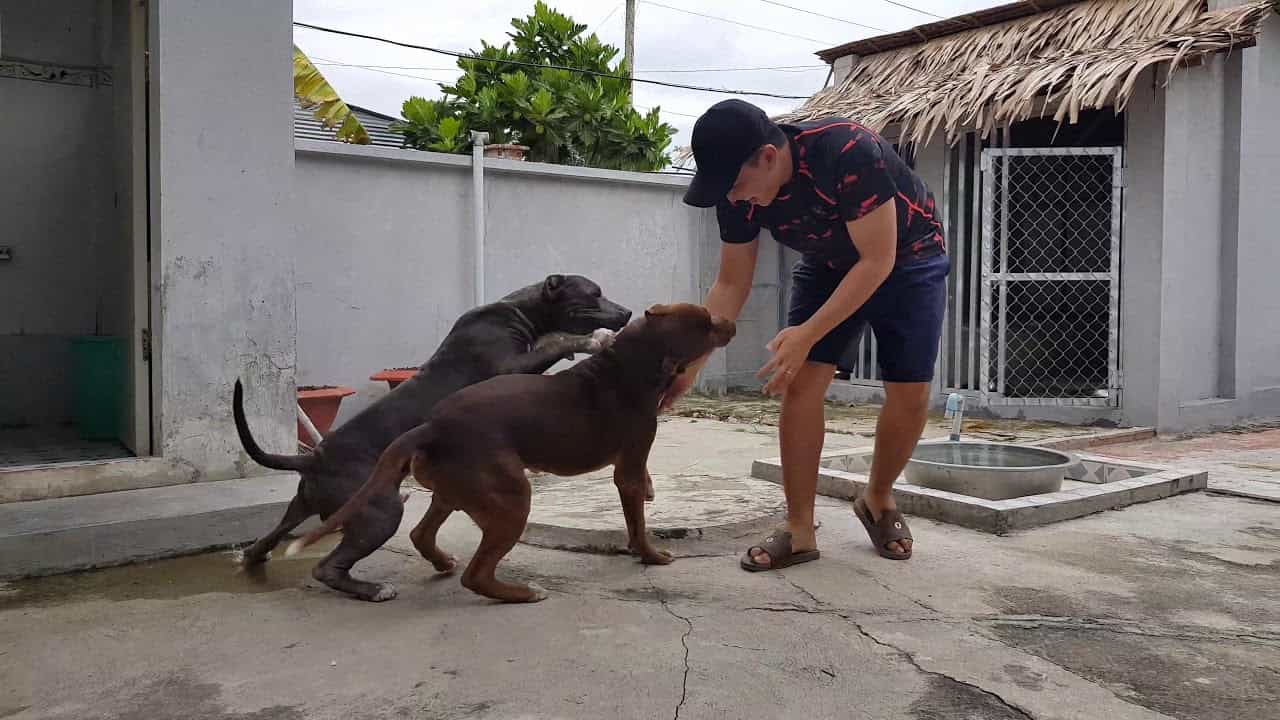 chó Pitbull xuất hiện ở Việt Nam