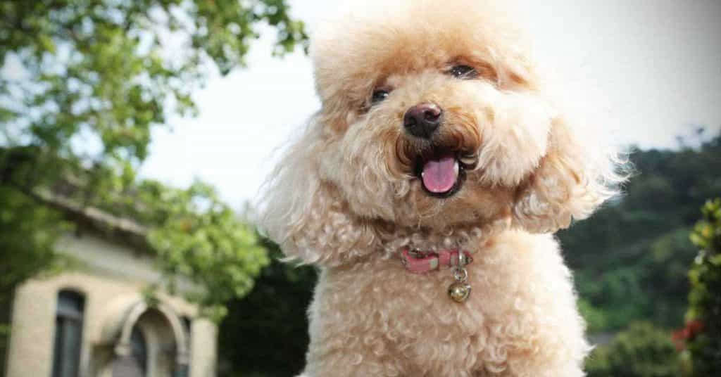 Bạn Muốn Mua Chó Poodle Thuần Chủng? Hãy Liên Hệ Với Siêu Pet!