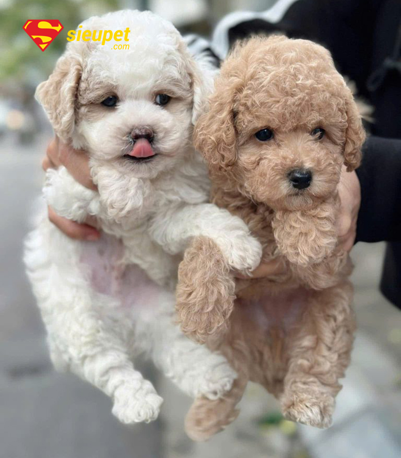 chó poodle bao nhiêu tháng thì phối giống