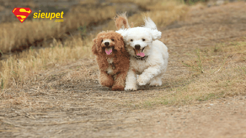 chó poodle bao nhiêu tháng thì phối giống