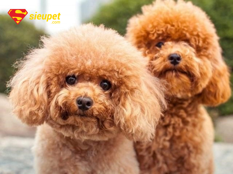 chó poodle bao nhiêu tháng thì phối giống