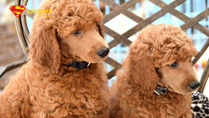 chó poodle bao nhiêu tháng thì phối giống