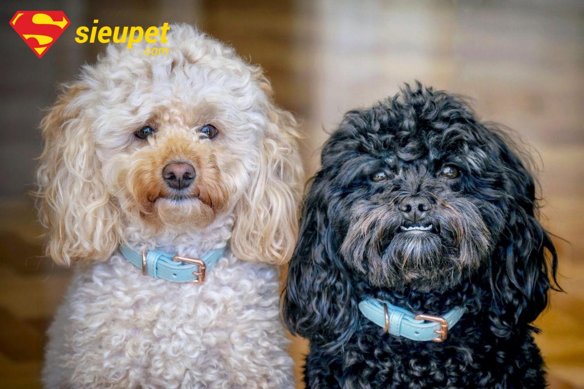 chó poodle bao nhiêu tháng thì phối giống