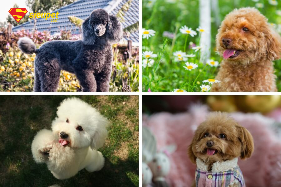 chó poodle bao nhiêu tháng thì phối giống