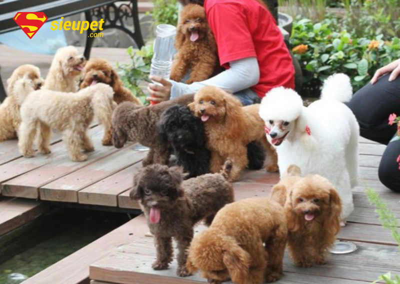 chó poodle bao nhiêu tháng thì phối giống