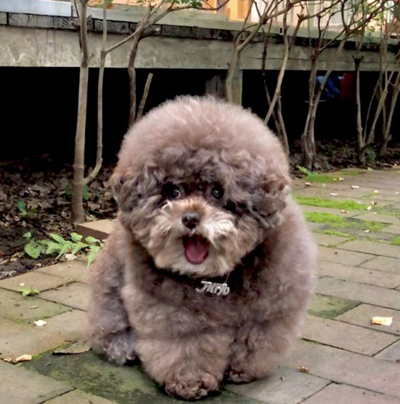 chó poodle béo phì