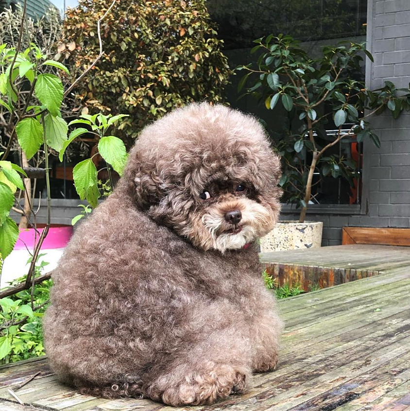 chó poodle béo phì