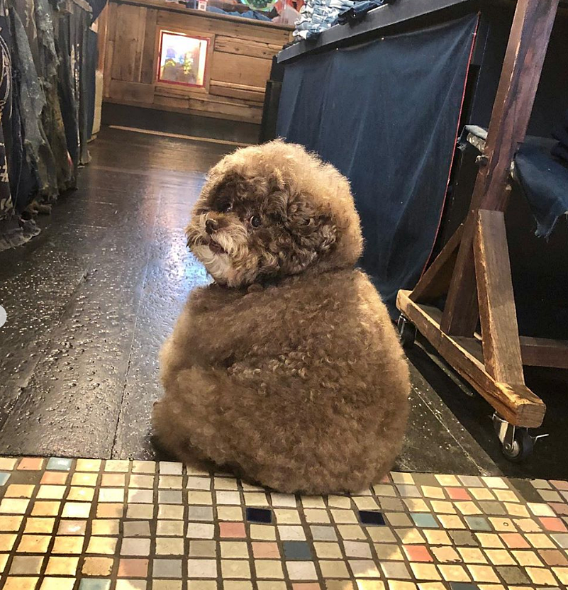 chó poodle béo phì