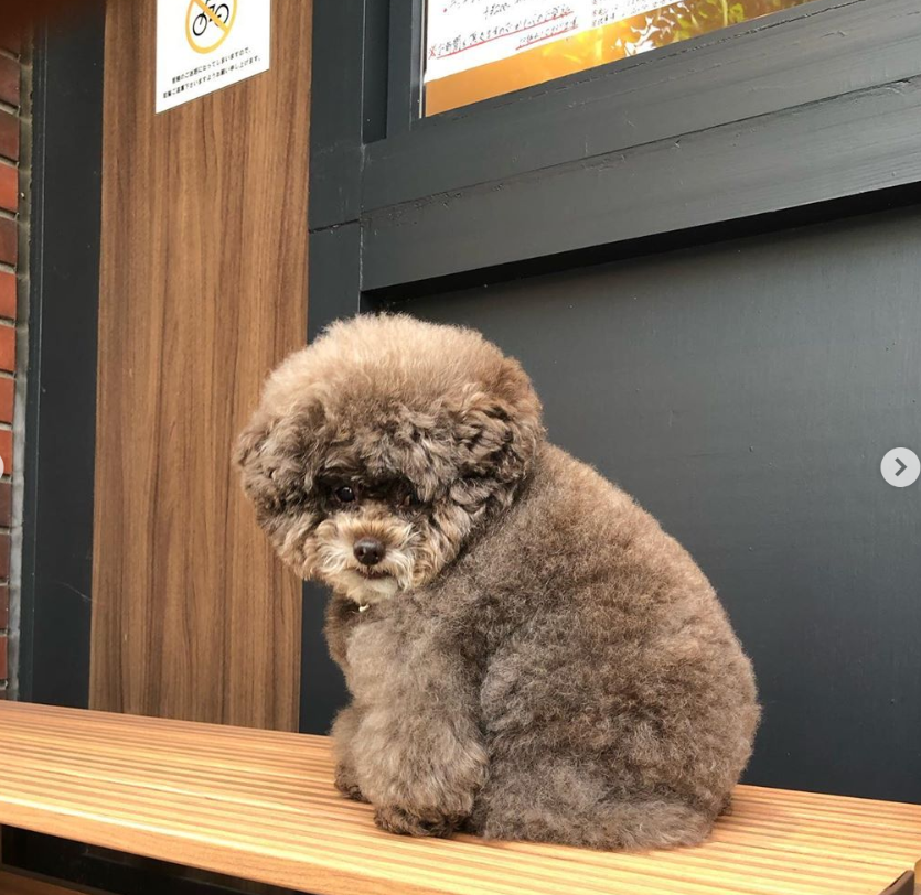 chó poodle béo phì